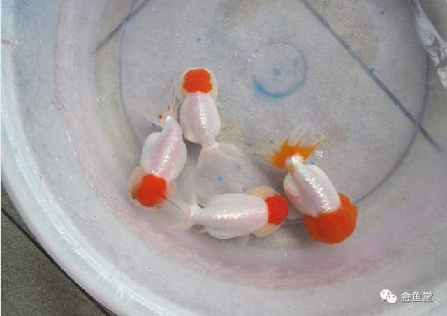 这条鱼身为兰寿确顶了个鹅头型头瘤 据渔场老板说 这鱼两年前还是个