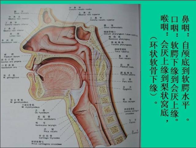 在正常生理生长期,大多数孩子不会出现呼吸道梗阻的症状,但是当腺样体