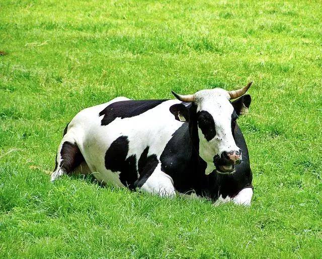 生态养殖奶牛,散养需要五个注意!