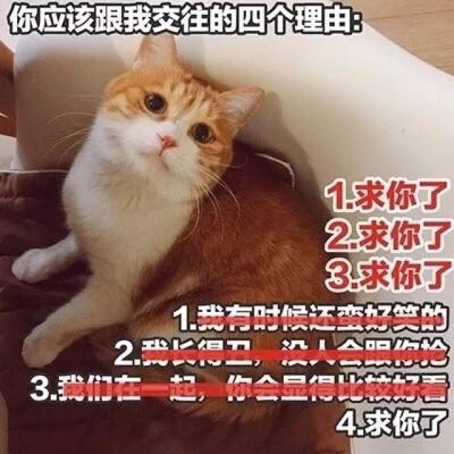 撩对象表情包猫咪版本:做我的女人,保证你做梦都笑醒