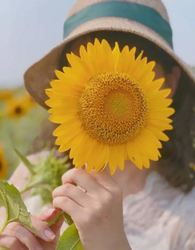 摄   微博 欣_sh1ne 拉一朵花儿过来遮在脸前,有点怡人娇羞的赶脚