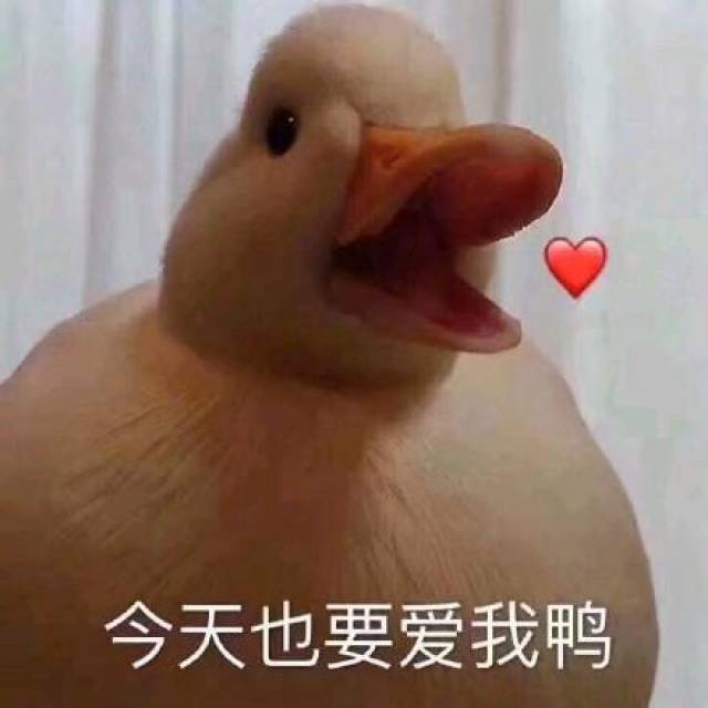 小鸭子表情包:今天也要开心鸭,今天也要爱我鸭图片