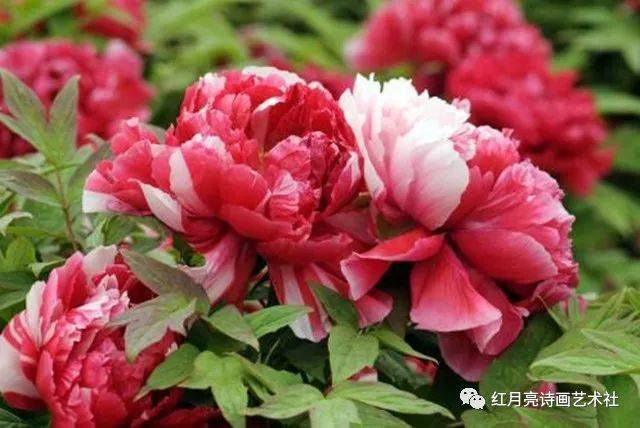 红月亮诗画艺术社 ‖ 洛阳牡丹诗词一组(七绝)作者:吴