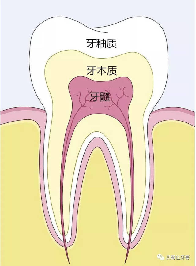 牙齿的基本结构
