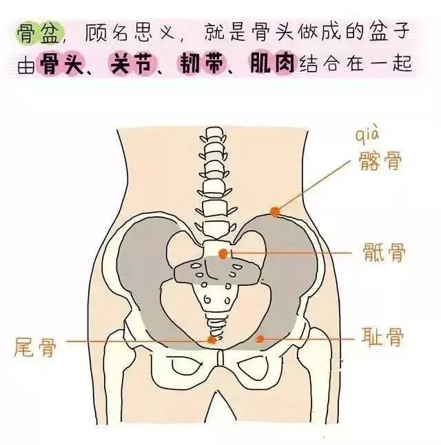 生完宝宝后身材走样,小腹突出,大象腿,水桶腰,是你的盆骨需要修复了!