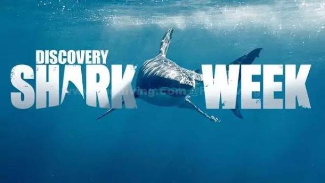 知识点: 关于《鲨鱼周sharkweek》