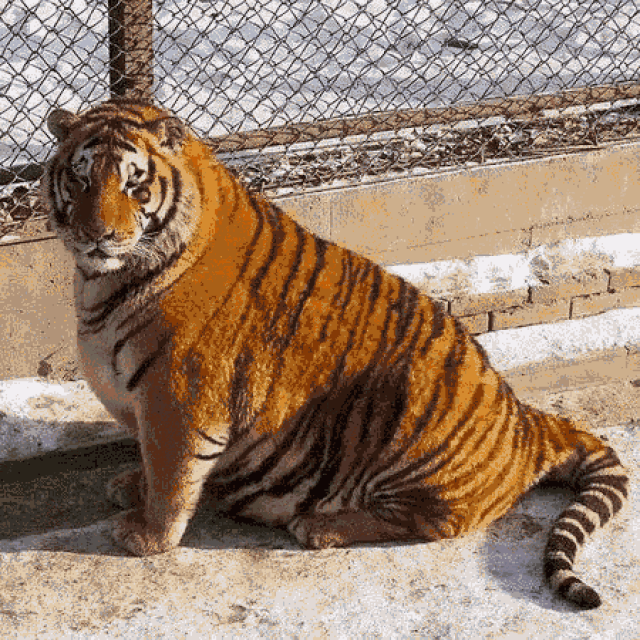动物园老虎太能吃致身材走样?真相令人哭笑不得!