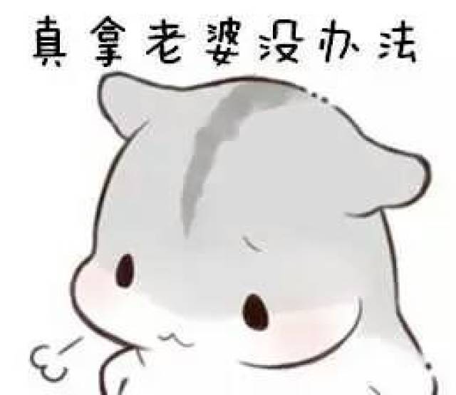 仓鼠撩老婆表情包:老婆我想你了,快晕了需要老婆亲亲