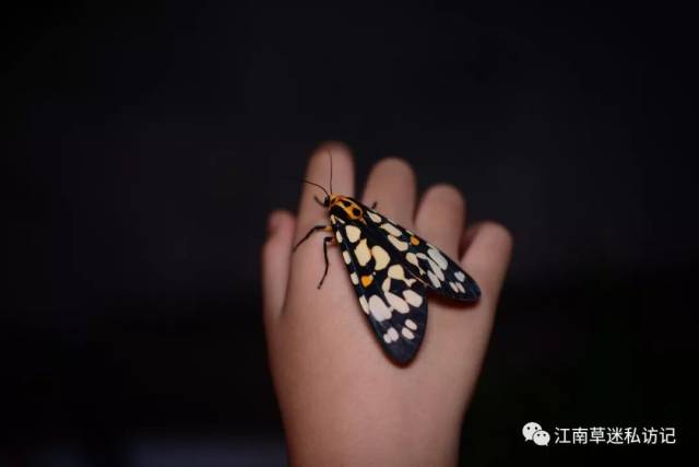 刺蛾幼虫比成虫毒多了,俗称洋辣子.