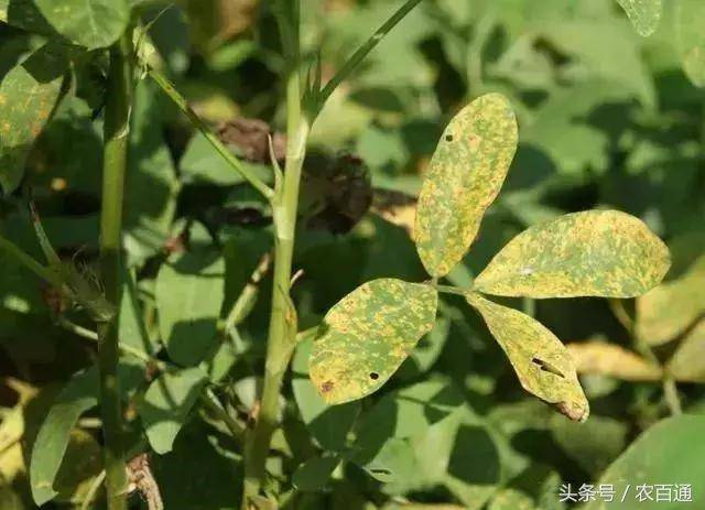 花生锈病症状及防治方法