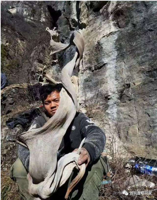 总价值几十个亿,这才是中国太行精品崖柏.