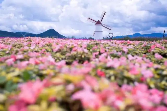 中国最大雪山花海,复华丽江「雪山花海乐园」畅游攻略