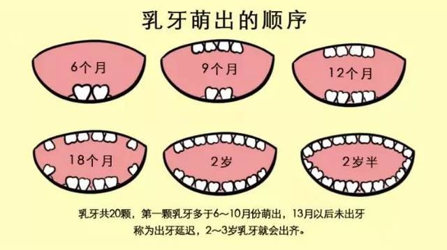 乳牙的作用 搜狐网