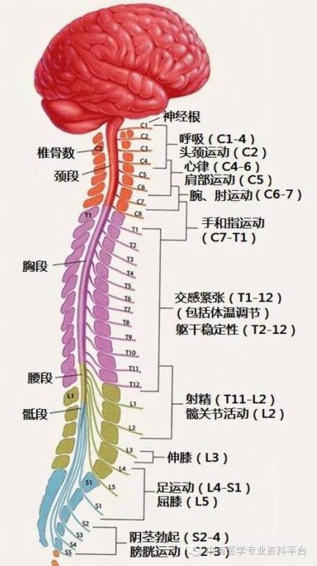 17.腰穿的局部解剖