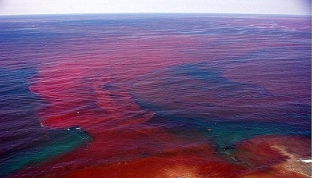 美佛州爆发赤潮危机 "红色幽灵"致鱼类大量死亡