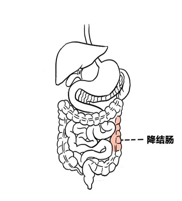 降结肠和 左侧肾脏