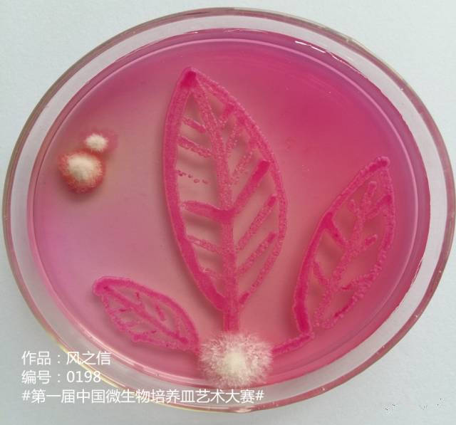"第一届中国微生物培养皿艺术大赛"