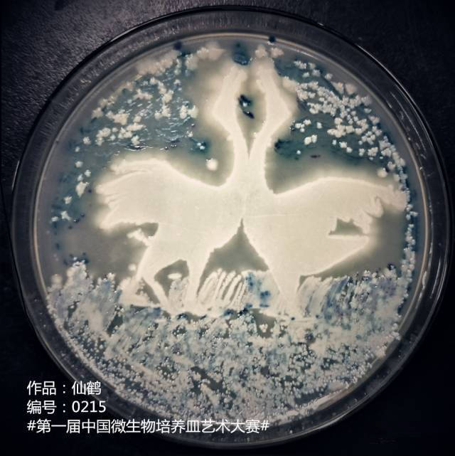 老外用细菌绘《蒙娜丽莎》中国科学家用微生物作画,谁