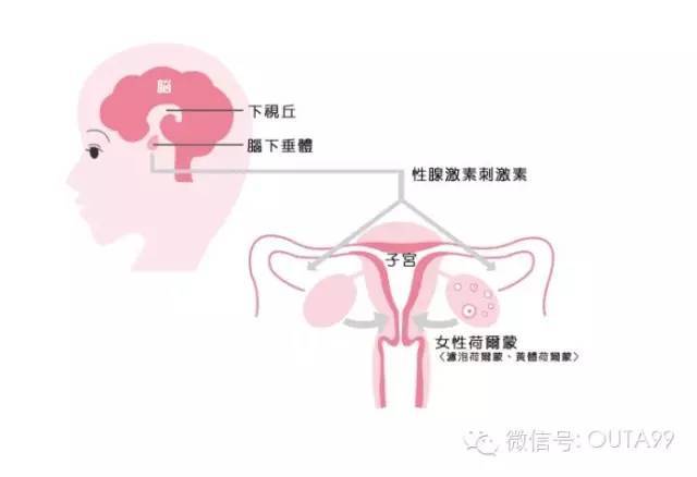 8,性腺:雄激素,雌激素和孕激素