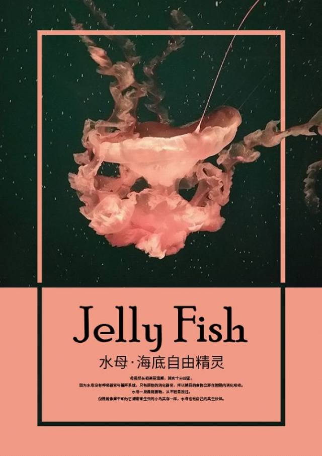 ps版面设计一张素材能设计出不同风格的版式