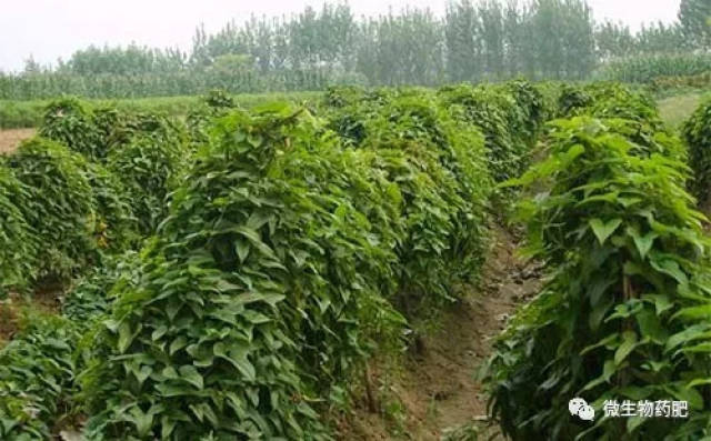 山药即薯蓣科薯蓣,以肥大的块茎供食用或药用,其营养价值高,深受消费图片