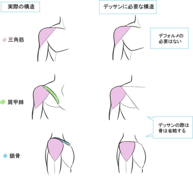 【干货】教你画肩膀