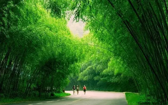 这里种植着800亩竹林,分布在山下的路边,沿着公路向前,转一个弯就可能