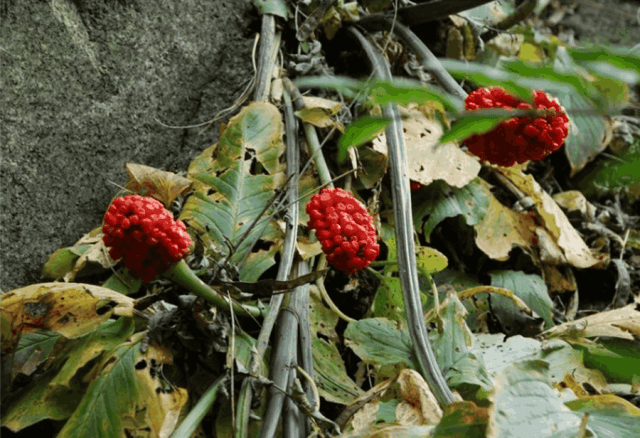 东北最特有野生植物,人称"东北天南星",只有老一辈人才认识它