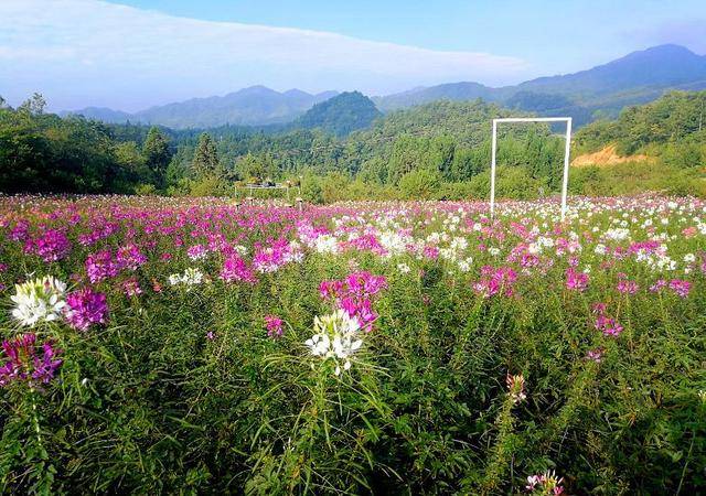 重庆北站南广场汽车站至石柱云中花都的旅游直通车,每天两班.