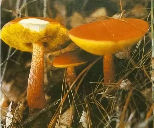 黄斑蘑菇 白色,受伤处速变金黄色.有膜质菌环且无菌