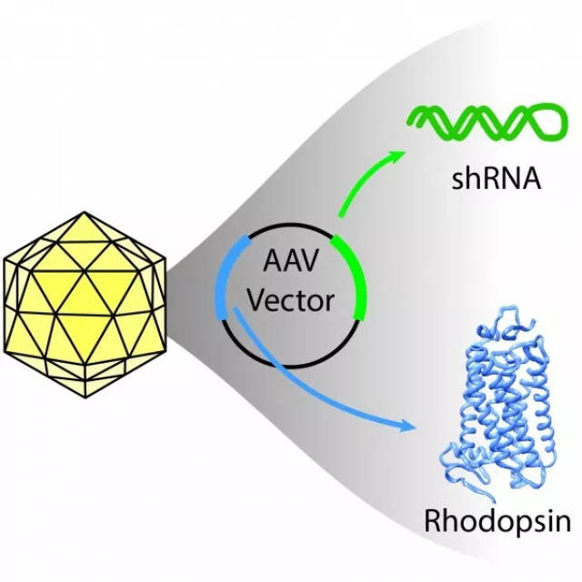 基因疗法载体同时携带表达shrna和替代rho基因的片段(图片来源:美国