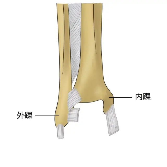 踝关节外踝副韧带康复时间