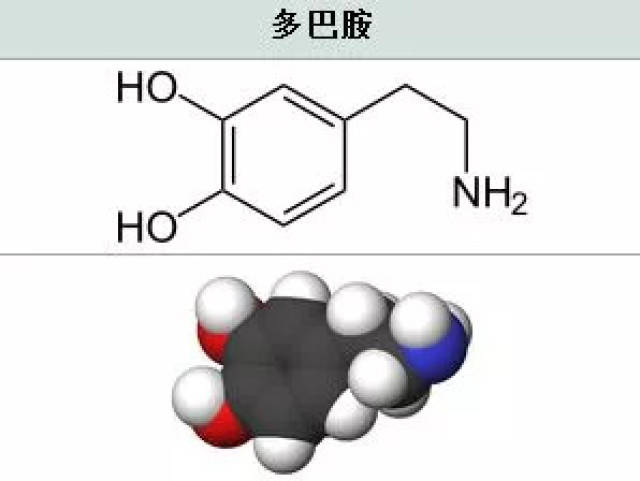 多巴胺是一种脑内分泌物,属于神经递质,用来帮助细胞传送脉冲,可影响