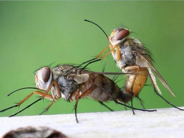 家蝇跟蝴蝶一样,是一种完全变态性昆虫,它的一生要变四个模样.