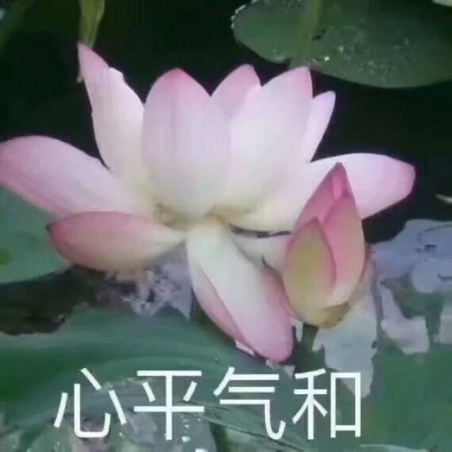 全网最全莲花头像,love&peace