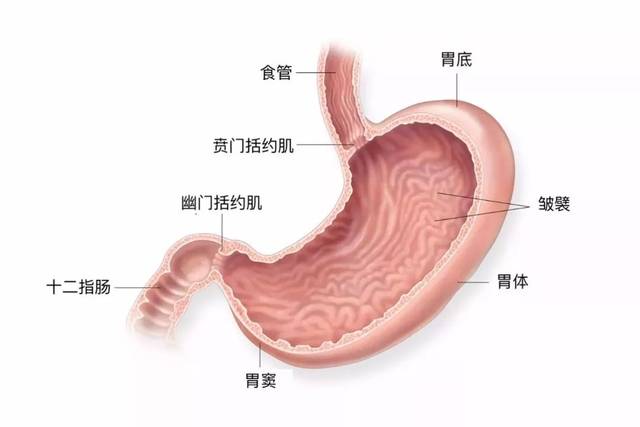 胃就保持在一个空腹时的大小, 所以你一直挨饿, 它就是这个形状