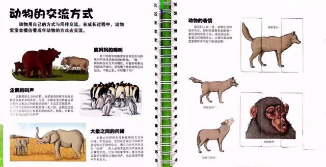 10分钟让娃更懂小动物,比去动物园有用多了