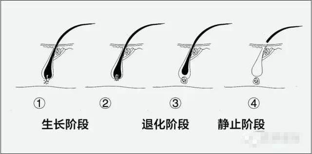 毛发生长周期 我们都知道毛发的生长分为三个周期,分别是--生长期