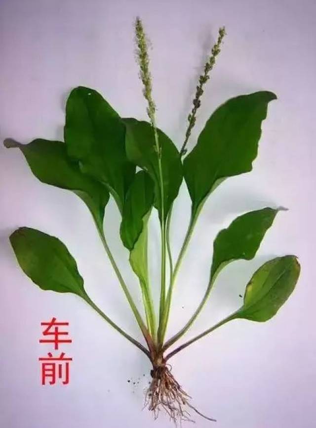 农村经常看到的草,竟然是对付痛风的神器!