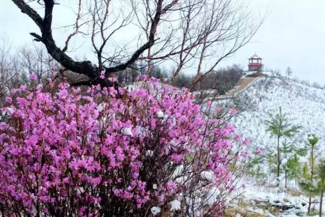 雪中盛开的呼伦贝尔市花(达子香花),你见过么?