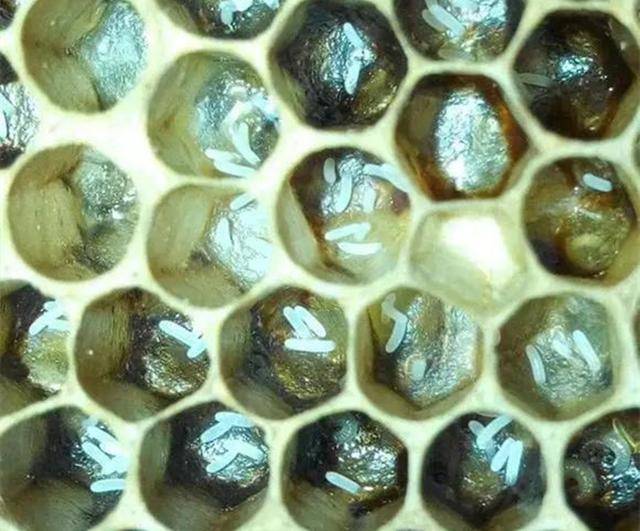 蜜蜂养殖技术 | 工蜂产卵的快速处理方法汇总