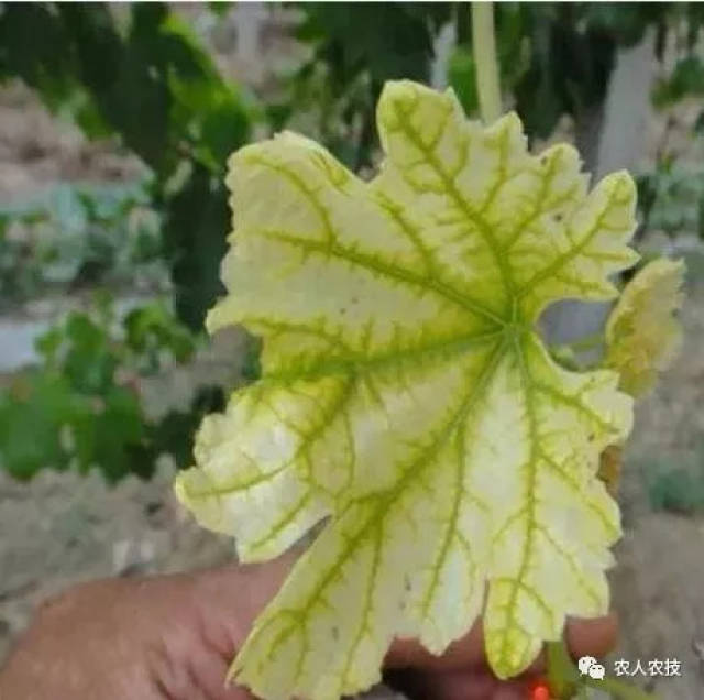 葡萄缺素高清图鉴,缺素问题看这篇就够了