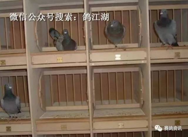 看欧洲鸽棚的设计,你就知道为什么土豪不惜一掷千金的去买他们的鸽子