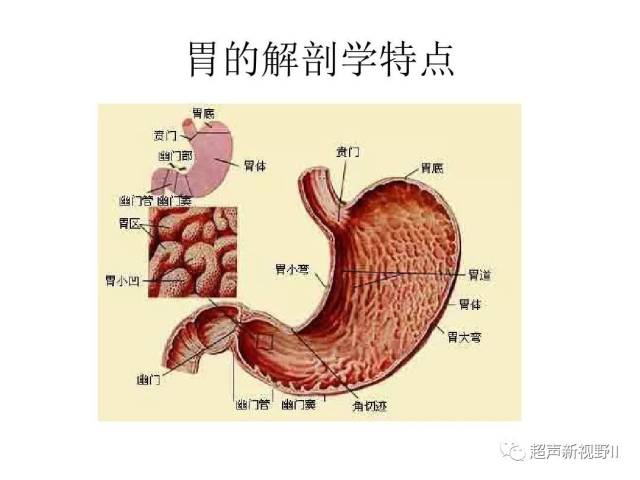 如何做好床旁超声胃容量检测?这里有详细教程_手机