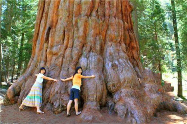 中国最大的树在哪里?