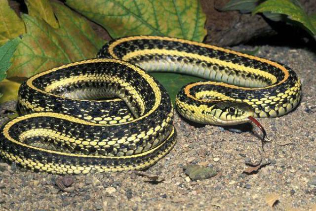 地球上10大最常见的无毒蛇,前两个虽无毒却很危险,你怕吗?