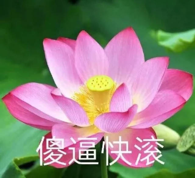 最近流行【佛系莲花】表情包