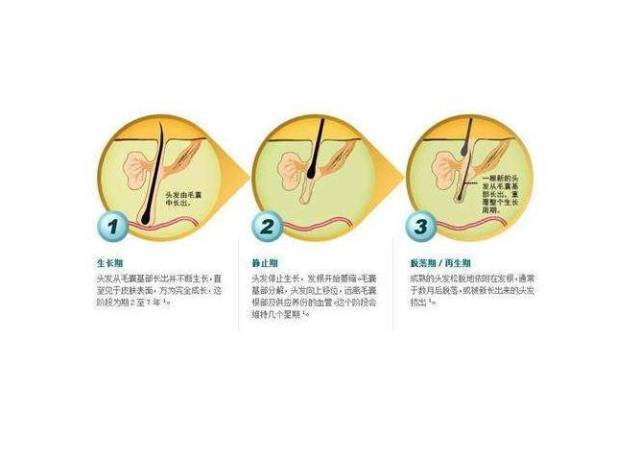 经研究,人的头发的生长速度每天为0.27到0.