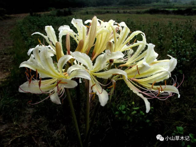 花叶不见姿态奇,姹紫嫣红石蒜季—宁波8种野生石蒜大起底