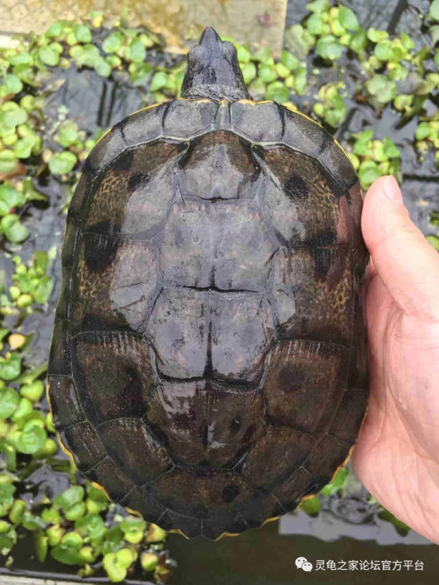 时间比美国繁殖家更早,是巴西龟的黑化个体